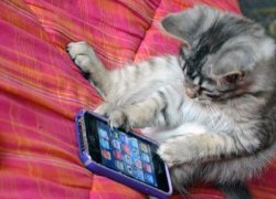 Люди любят свои смартфоны больше, чем котиков