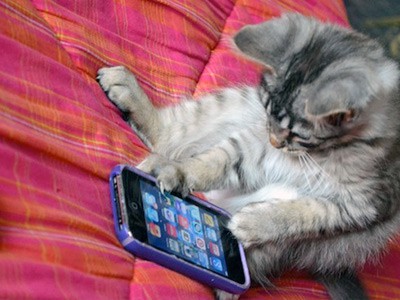 люди любят свои смартфоны больше, чем котиков